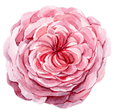 detail-flower.png