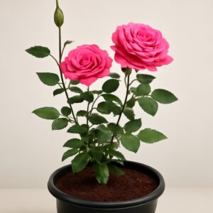 Red Rose Plant