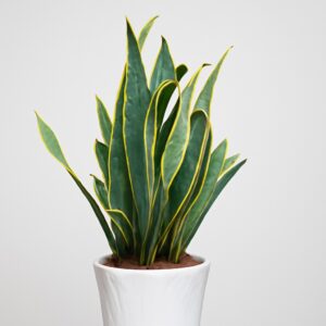 Sanseviera Plant