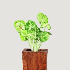 Syngonium plant